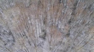 Ormanlı kış manzarası.