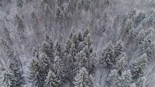 Зимовий пейзаж з лісом . — стокове відео