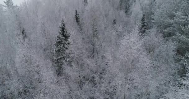 Зимний пейзаж с лесом . — стоковое видео