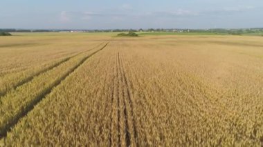 Sarı buğday tarlası