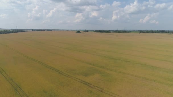 Luchtfoto Veld Met Gele Tarwe Gerst Rogge Zomerdag Spikeletten Van — Stockvideo