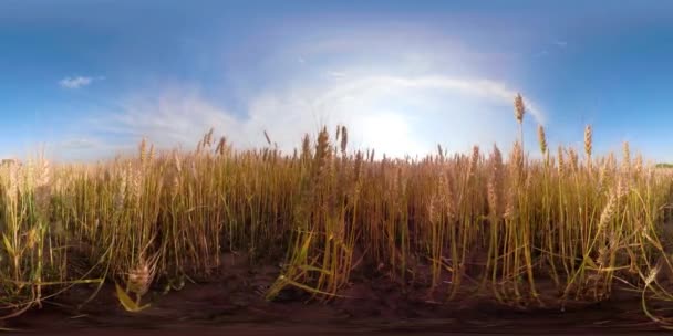 Campo di grano giallo 360VR — Video Stock