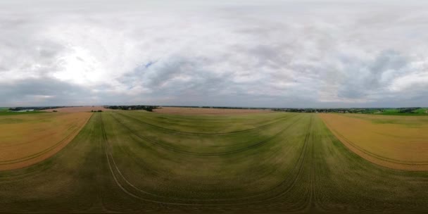 Campo de trigo amarillo VR360 — Vídeos de Stock