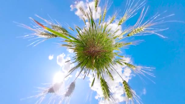 Campo de trigo verde — Vídeo de Stock