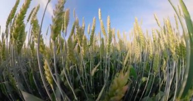 Yeşil buğday tarlası