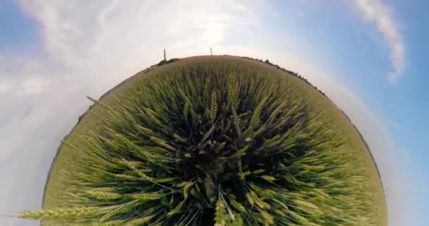 Campo di grano verde — Video Stock