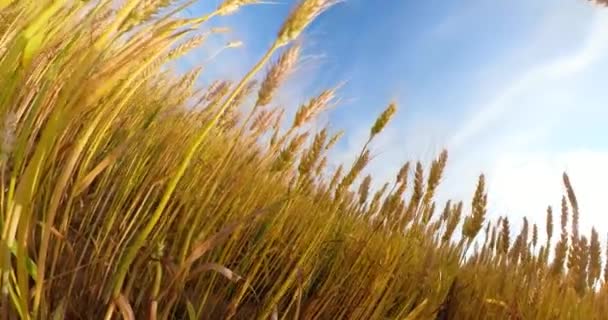 Campo de trigo amarelo — Vídeo de Stock