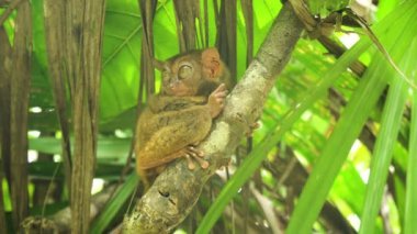 Komik Filipinli tarsier Tarsius syrichta. Bohol Filipinleri