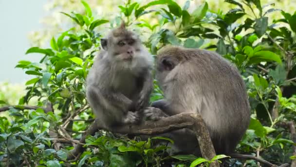 Małpy w lesie na Bali. — Wideo stockowe