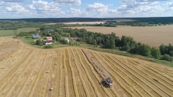 Kombinovat sklízeč na pšeničném poli — Stock video