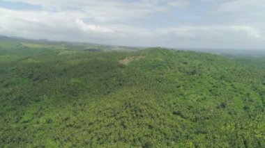 Palmiye ağaçlarıyla tropik bir manzara. Filipinler, Luzon