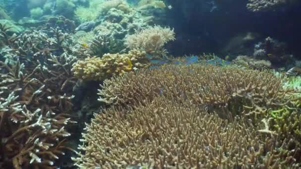 Arrecife de coral y peces tropicales. Filipinas, Mindoro . — Vídeos de Stock