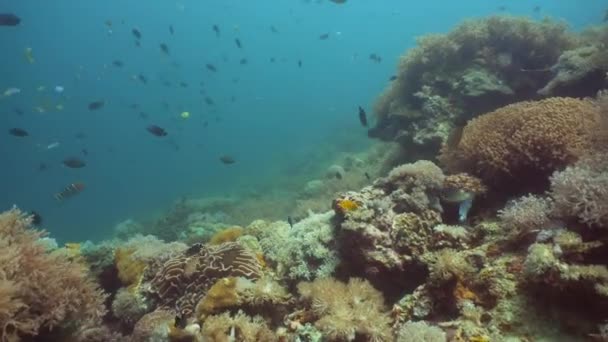 Mercan ve tropikal balık. Filipinler, Mindoro. — Stok video