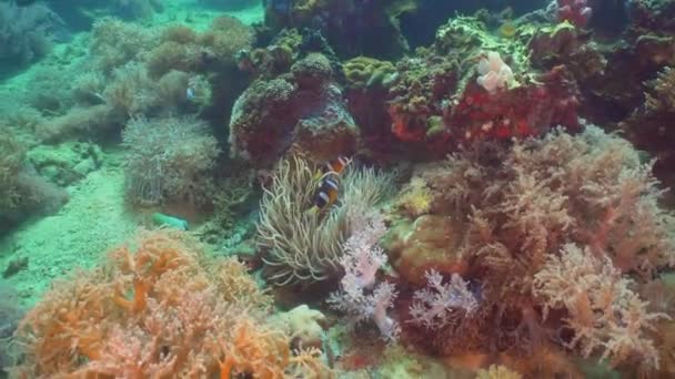 Arrecife de coral y peces tropicales. Filipinas, Mindoro . — Vídeo de stock