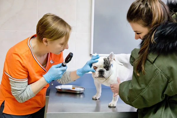 Oftalmologista veterinário examinando olhos de cão . — Fotografia de Stock