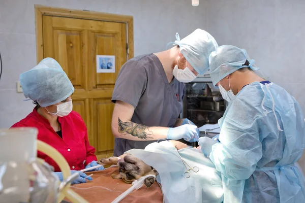 Veteriner kliniğinde bir köpeğin cerrahi müdahalesi — Stok fotoğraf