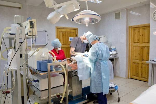 Surgical operation of a dog in a veterinary clinic — Stock Photo, Image