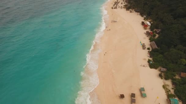 야자수와 열 대 모래 해변 — 비디오