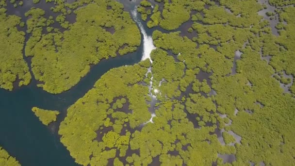 Mangrove erdő Ázsiában — Stock videók