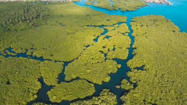 Bosque de manglares en Asia — Vídeo de stock