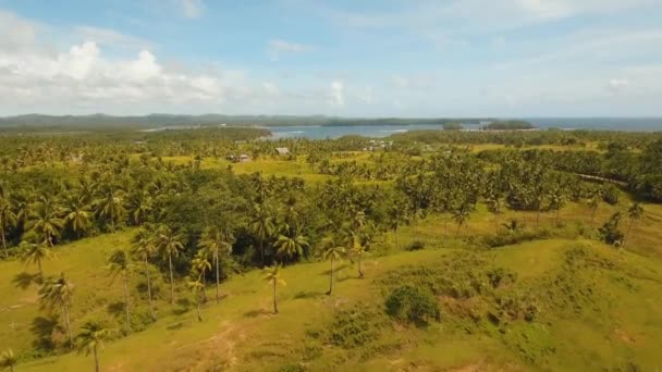 Farmland in province Philippines — Stock Video