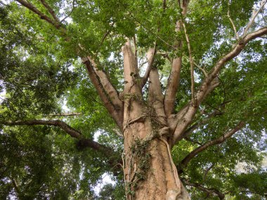 Yağmur ormanlarında büyük ağaç