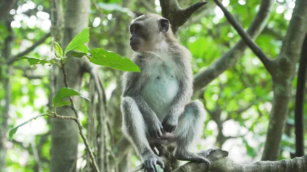 Monos en el bosque de Bali. —  Fotos de Stock