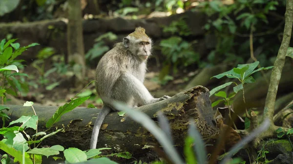 Monos en el bosque de Bali. —  Fotos de Stock