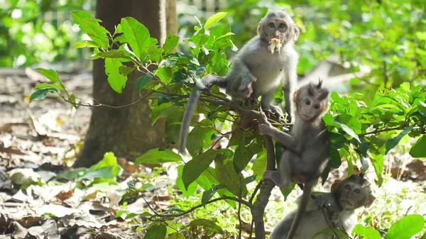 Monos en el bosque de Bali. — Foto de Stock