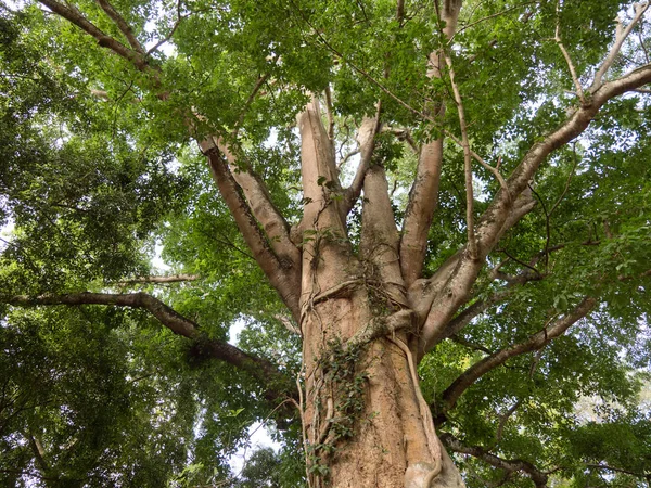Yağmur ormanlarında büyük ağaç