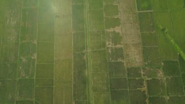 Pirinç Teras alanıyla manzara. Filipinler, Luzon.