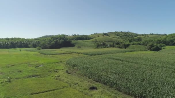 Maisplantagen auf den Philippinen — Stockvideo