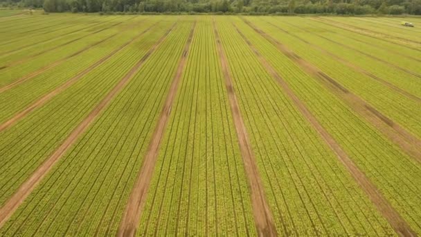 Vista Aérea Filas Ensalada Verde Cultivadas Campo Agrícola Campo Lechuga — Vídeo de stock