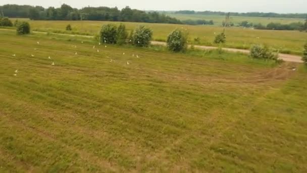 Madarak repülnek át a mezőt. Drone felvétel — Stock videók