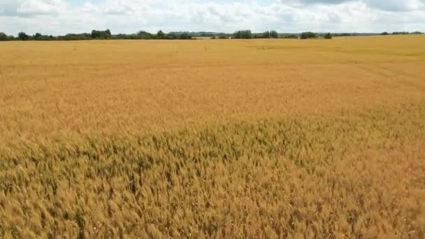 Vista aérea del campo de trigo dorado.Vídeo aéreo . — Vídeos de Stock