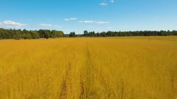 Summer landscape, a field of flax — Stock Video