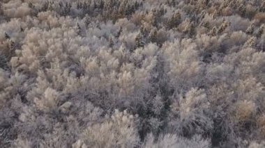 Ormanlı kış manzarası.