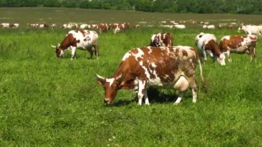 İnekler çayırlarda otluyor.
