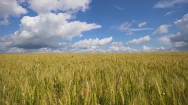 Kırsalda buğday tarlası.