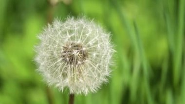 karahindiba tohum kafa.