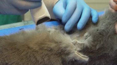Veteriner kliniğinde ultrason teşhisi.