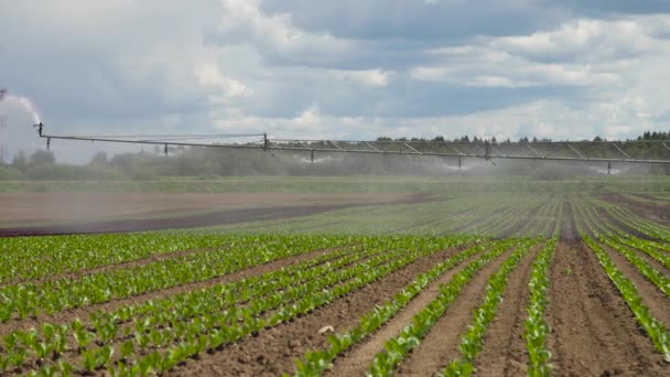Bewässerungssystem auf landwirtschaftlichen Flächen. — Stockvideo