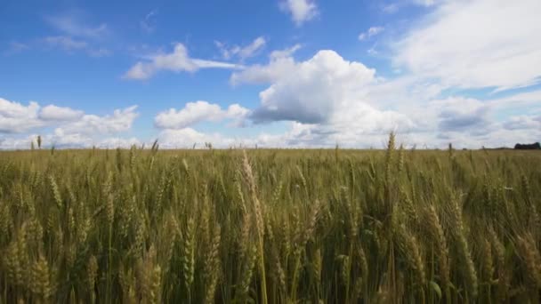 Пшеничне поле в сільській місцевості . — стокове відео