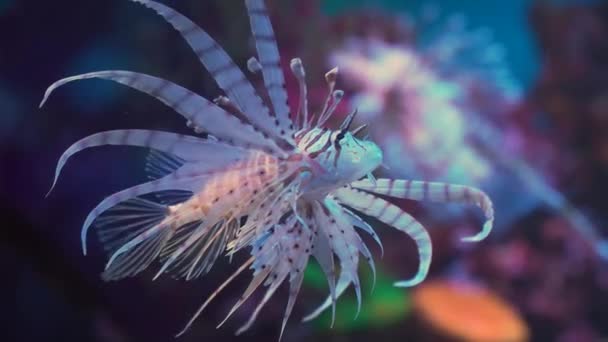 Pesce leone, barriera corallina sottomarina . — Video Stock