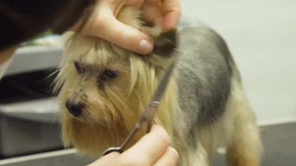 Hund i sällskapsdjur grooming salong. — Stockvideo