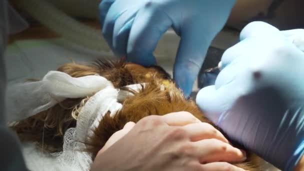 Dentista Veterinario Está Limpiando Los Dientes Perro Animal Está Bajo — Vídeos de Stock