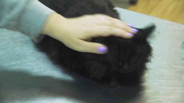 Katt i veterinärklinik. — Stockvideo