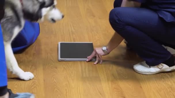 Собака в рентгенівській кімнаті — стокове відео