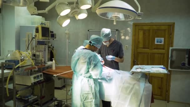 Operazione chirurgica di un cane in una clinica veterinaria — Video Stock