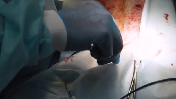 兽医诊所内的狗只外科手术 — 图库视频影像